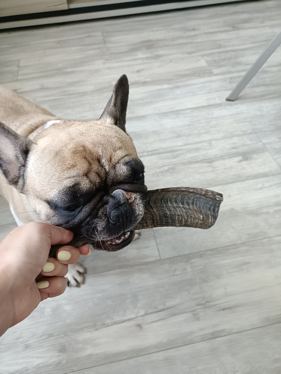 Кривозубочка моя