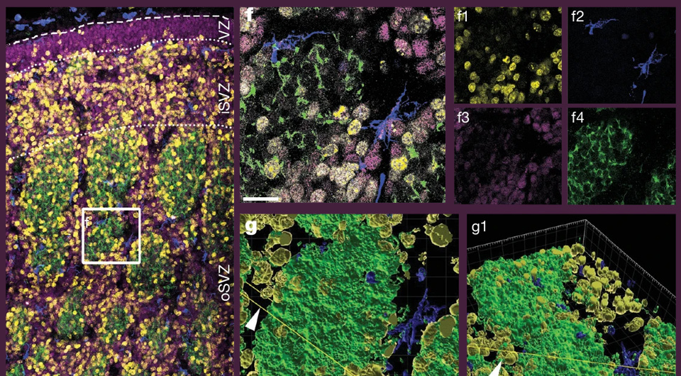   Diankun Yu et al. / Nature, 2025