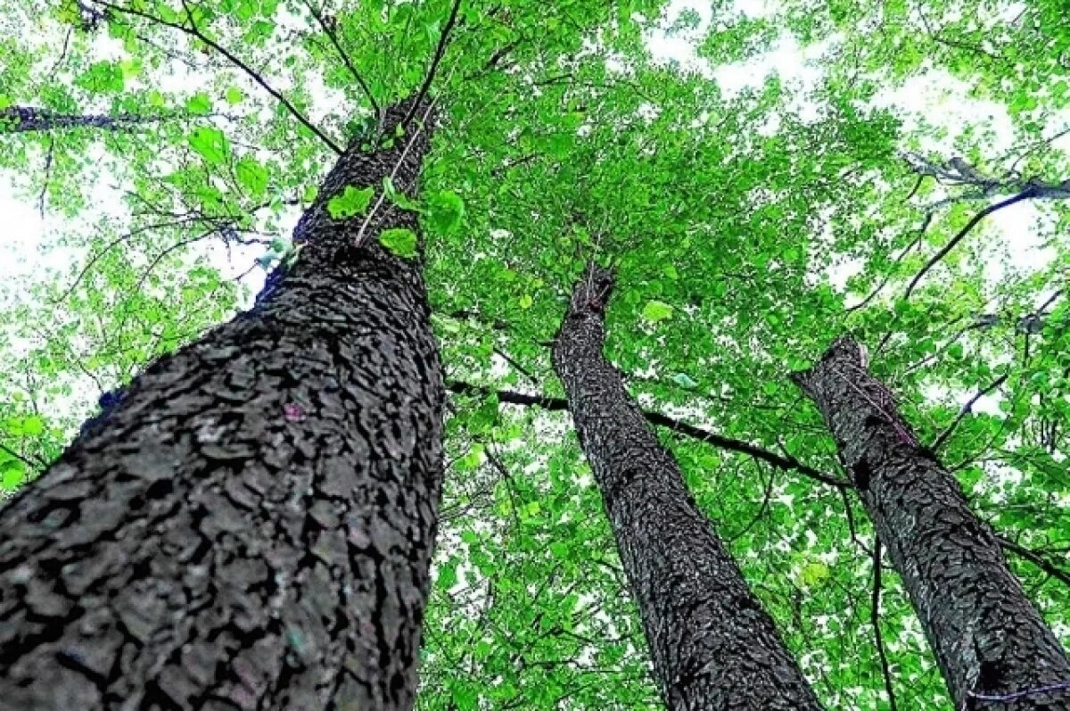    Фитнес-тренер из Дзержинска часто ходила через рощу, где была убита