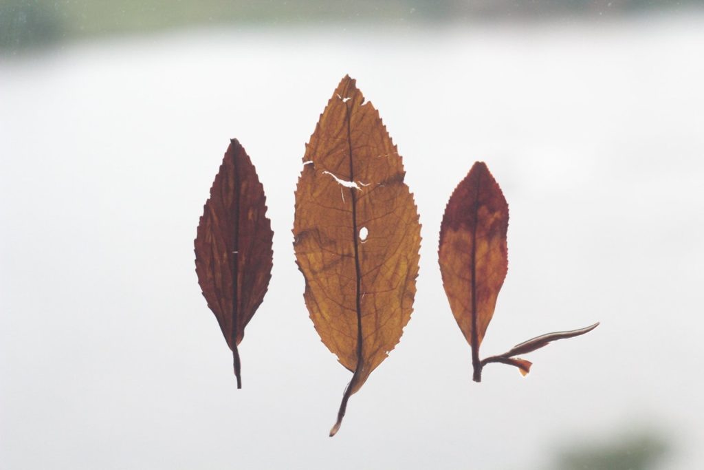 Абхазский деревенский черный чай. © Ольга Никандрова