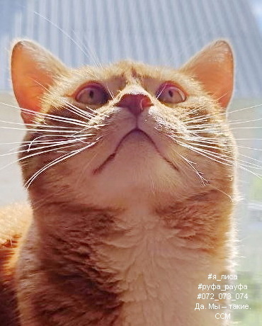 История толстого кота по имени Нисан