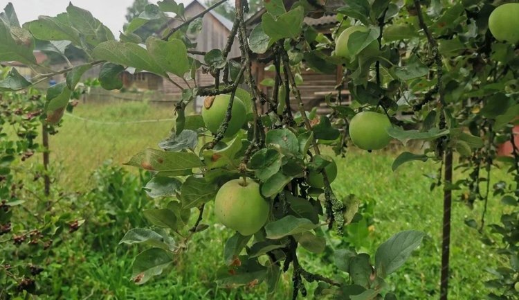 Недостаток калия у яблони и особенности решения проблемы: полезное руководство