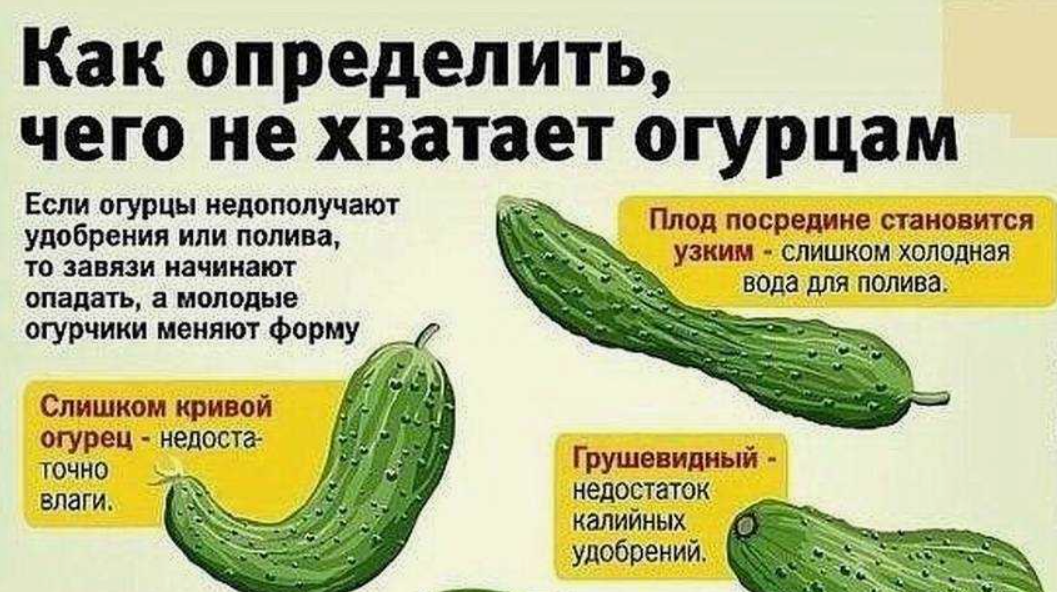 Срочно подкормите огурцы азотными удобрениями.