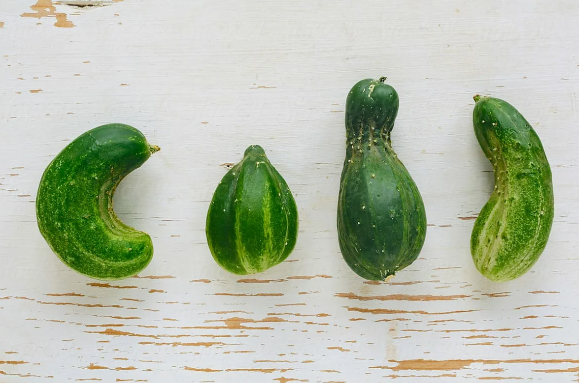 Огурцы не любят жару. Поливайте огурцы регулярно, но умеренно.Поддержи лайком!👍👍👍👍