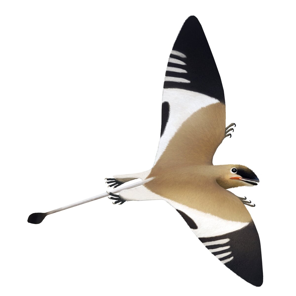 Петейнозавр, иллюстрация.