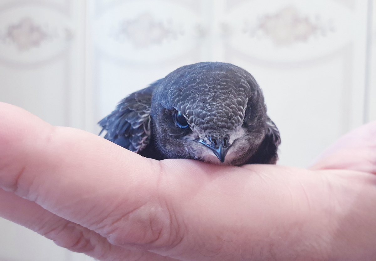 Найденый стрижонок на ладони мужа. Фото через несколько дней после нахождения. Фото автора.