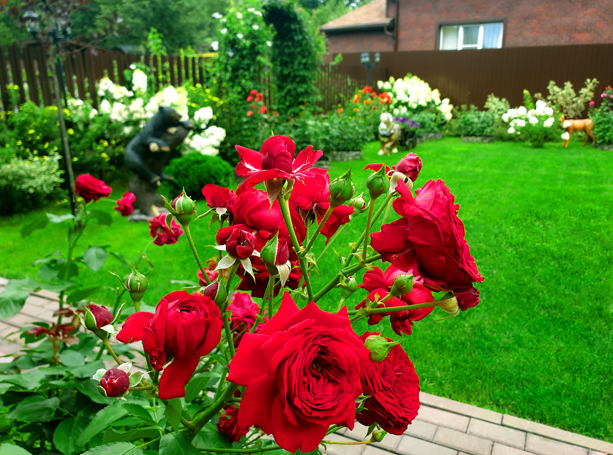 Фото газона на котором я нашла птенца. Фото автора.