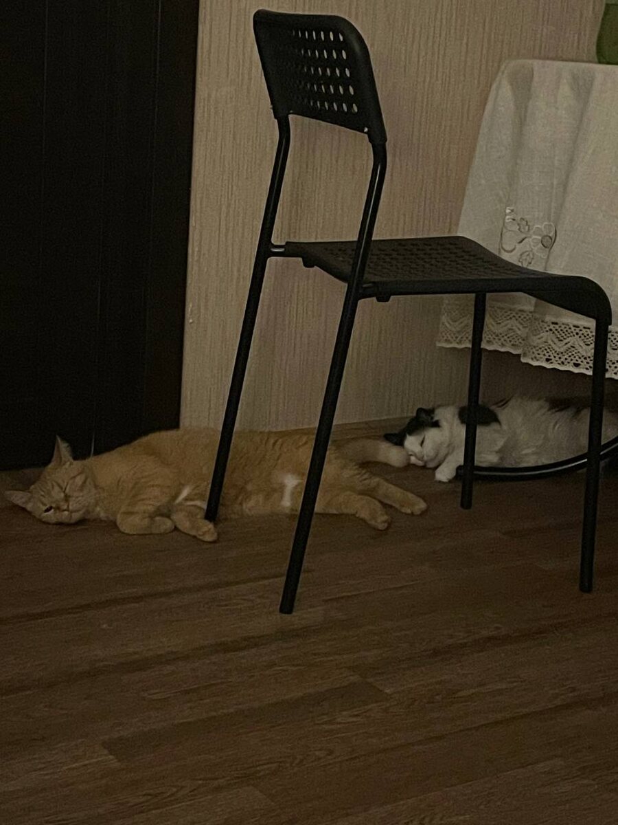 Котов сфоткала Ксюша на днях. Спят паравозиком. Лиза стала выходить в гостиную наконец-то. Чита, правда, не сдаёт позиций, гоняет бедолагу. Фото тёмное, дочка не стала вспышку включать, чтобы малышей не тревожить 😂. 