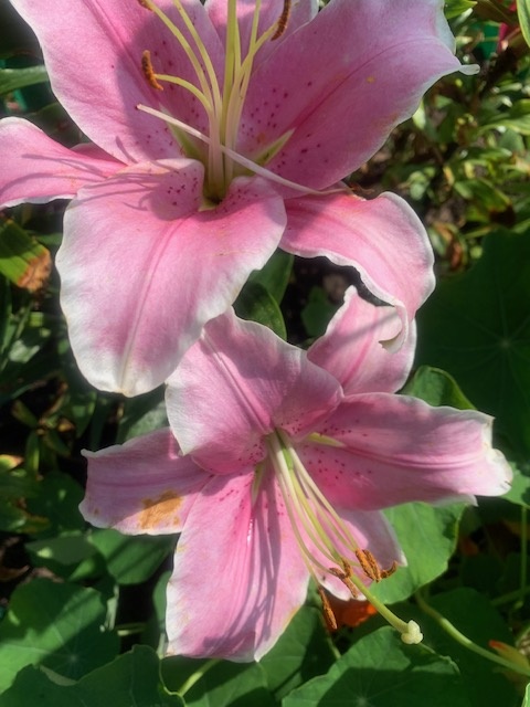 фото автора. Лилия в огороде