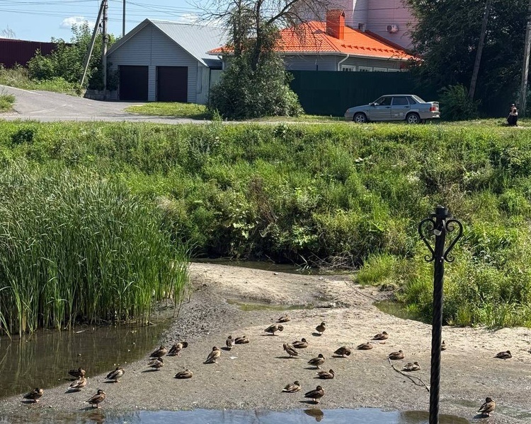     «Локация проблемная». Новый врио минприроды Курской области посетил Утиный остров