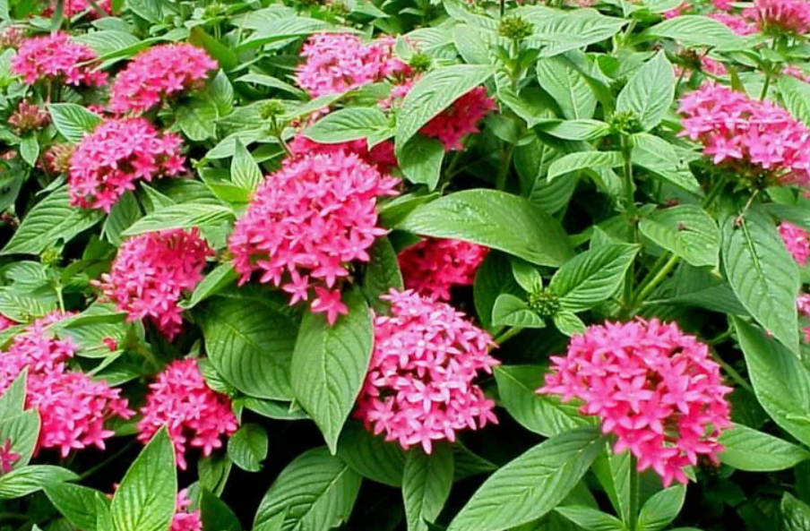 Самое главное его достоинство, непрерывное цветение. С начала лета и до первых осенних заморозков.