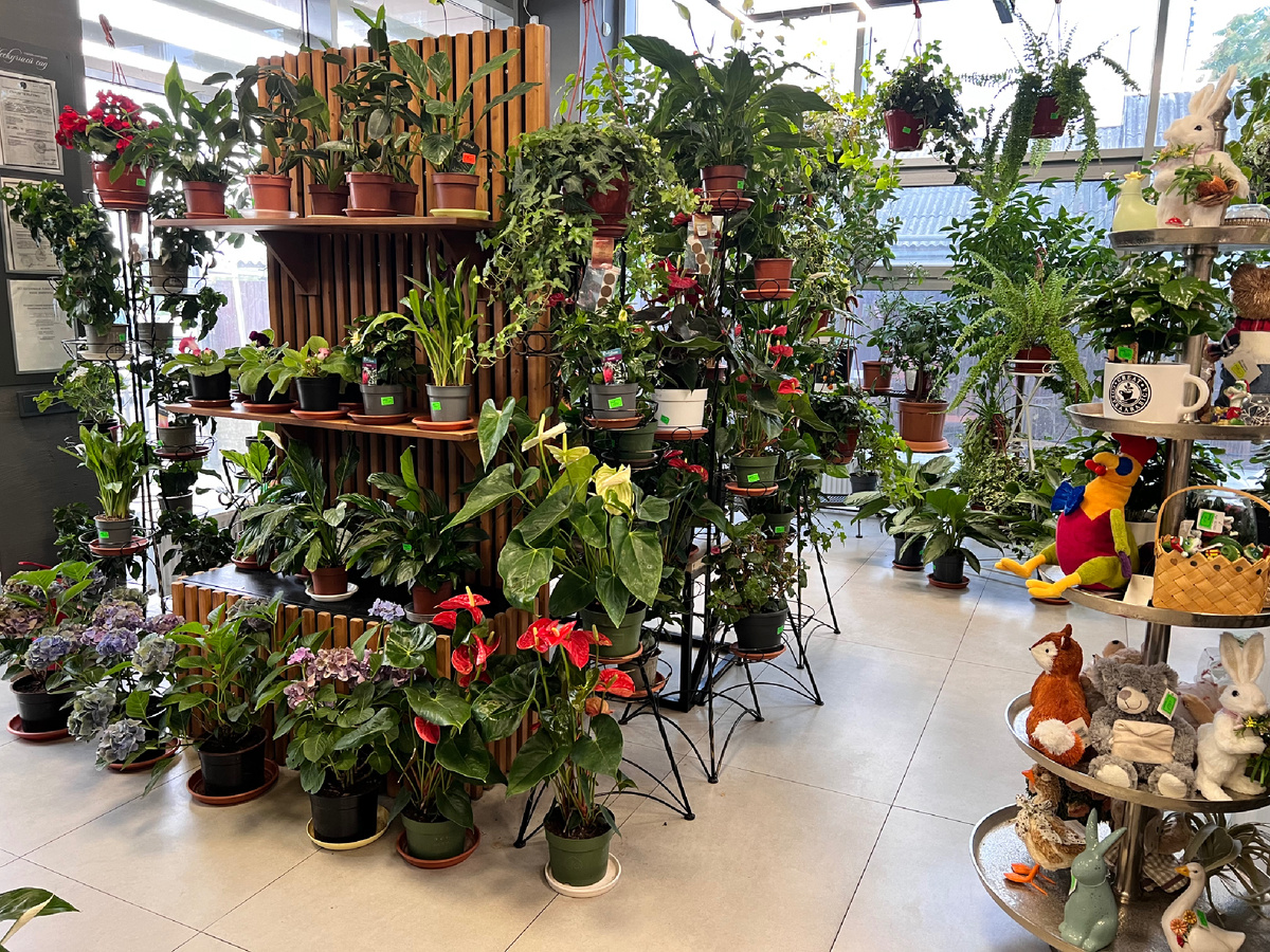 Всё цветущее ухоженное благополучное ❤️