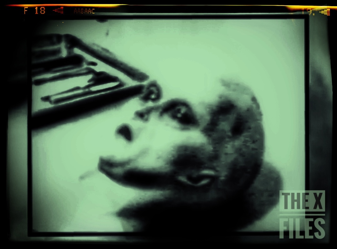 Пришельцы среди нас.