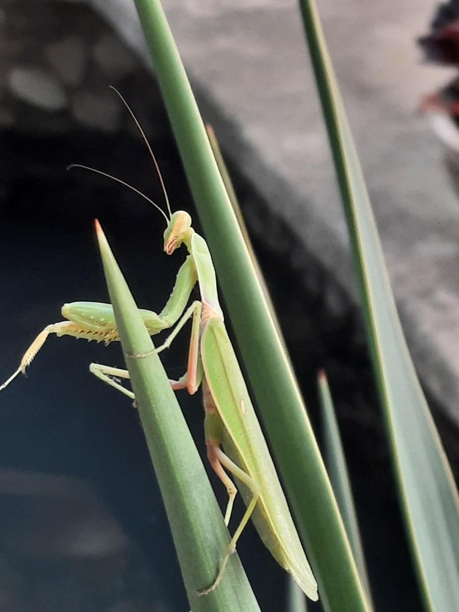 Кузнечик, или богомол