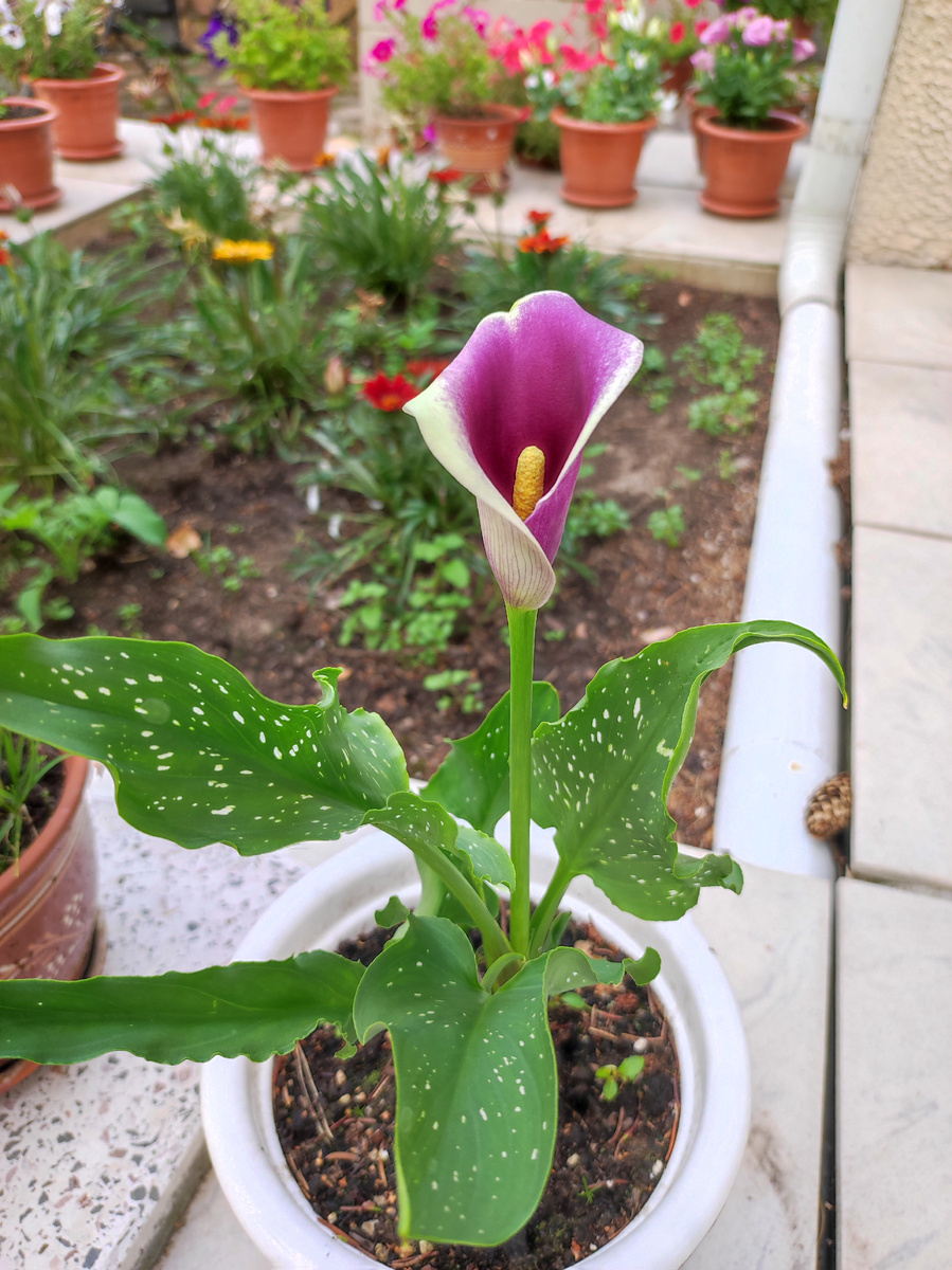 Необычный цвет