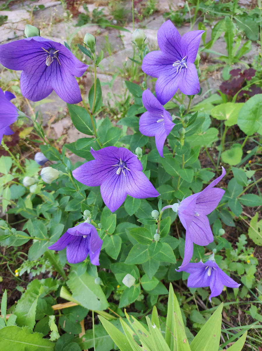 Многолетние, очень крупные