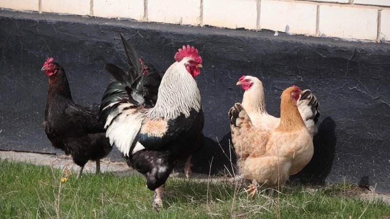    Птицеводческая отрасль развивается на Ставрополье Фото: Дмитрий Ахмадуллин / / ИА «Победа26»