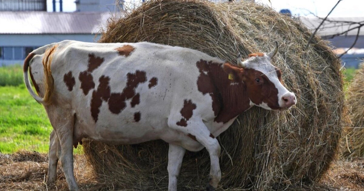 Фото: Виталий Аньков / РИА «Новости»