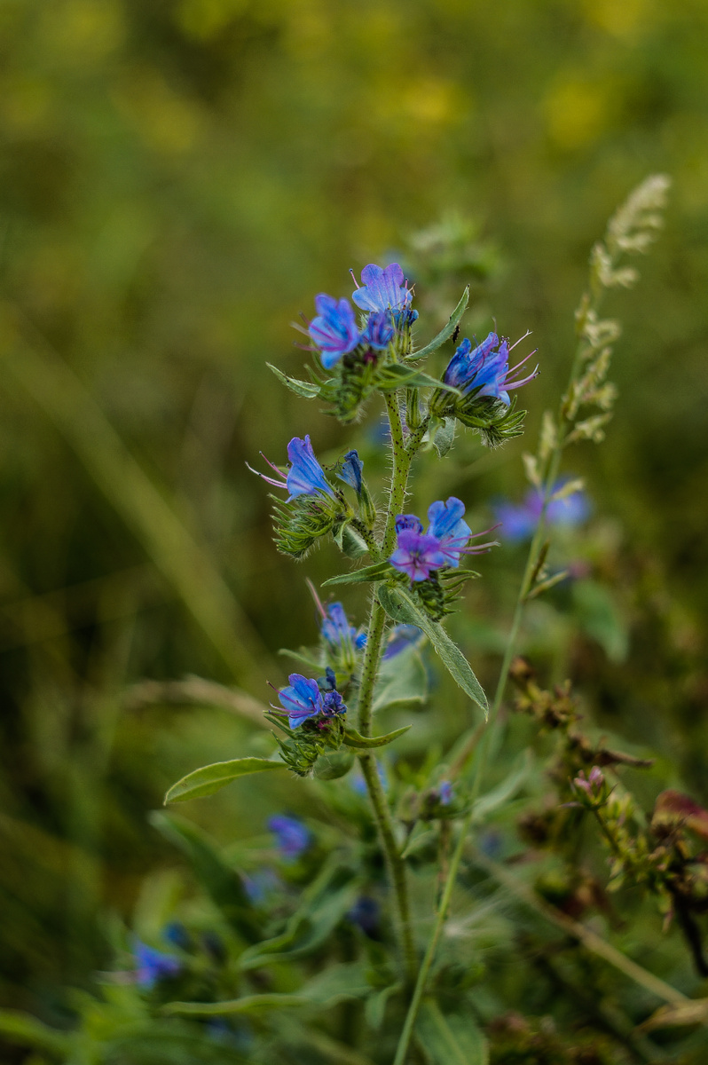 Синяк обыкновенный (авторство Андрей Батуркин. Снято на Sony Nex C3 + Гелиос 77М-4)