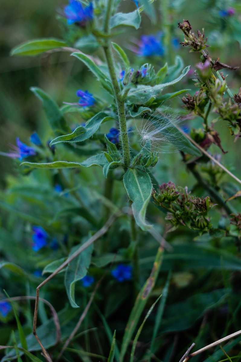 Синяк обыкновенный (авторство Андрей Батуркин. Снято на Sony Nex C3 + Гелиос 77М-4)