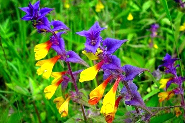 Иван-да-марья и её невероятные свойства