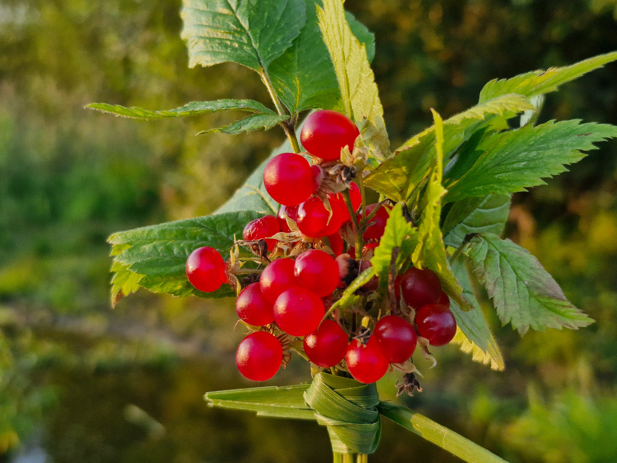 Костяника, фото автора