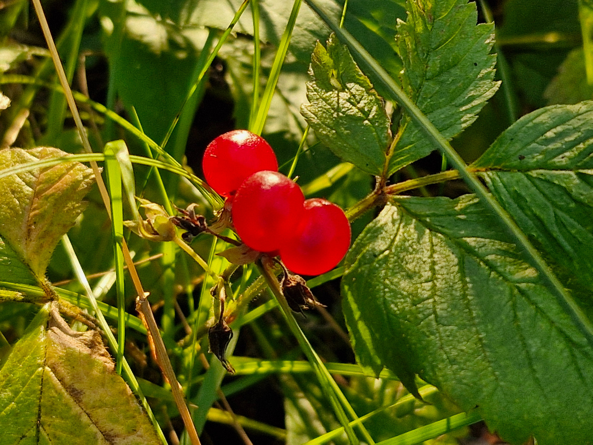 Костяника, фото автора