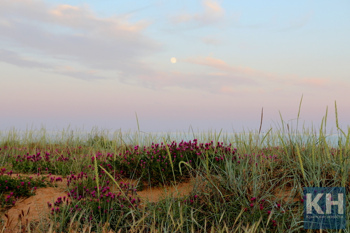 Цветение краснокнижного астрагала днепровского