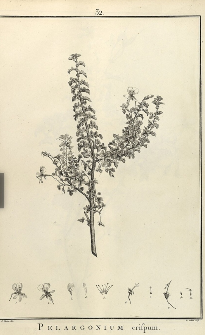 Pelargonium crispum. Ботаническая иллюстрация с сайта wikipedia.com