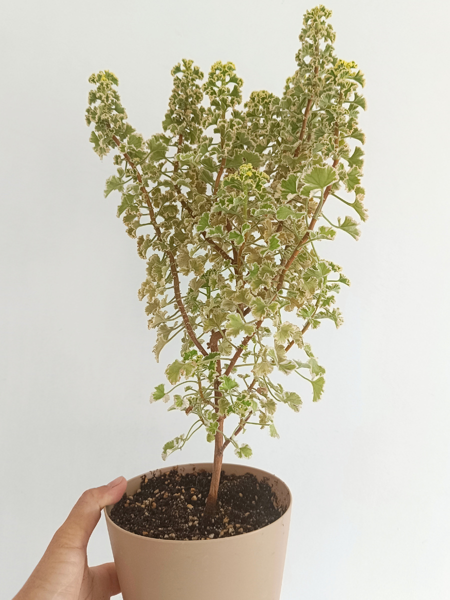 Pelargonium crispum var. Это мой кустик, ему 2.5 года