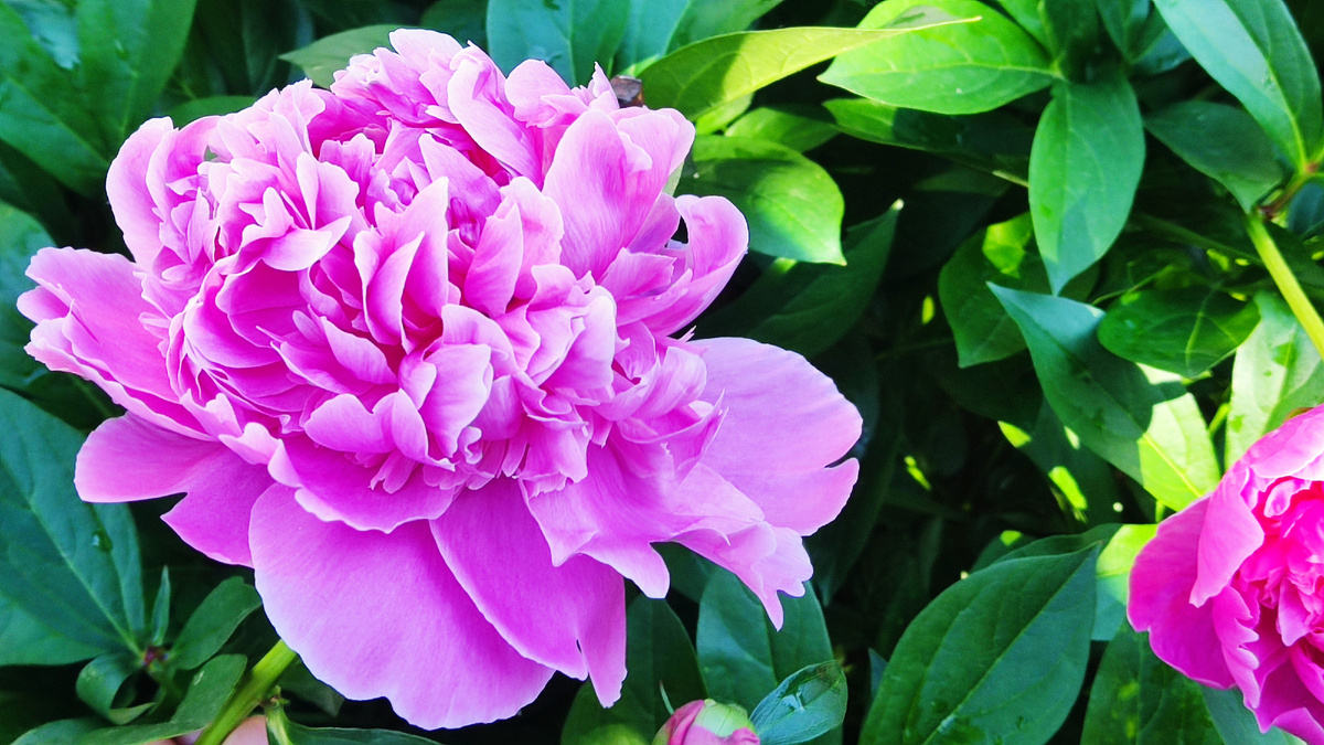 Цветение пионов в моем саду