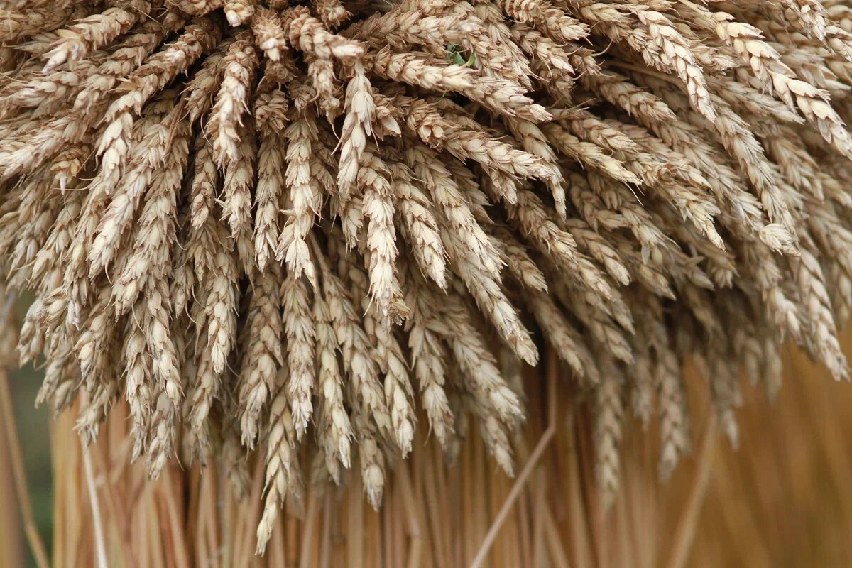 Автор фото: Павел Хацаюк / ИД «Вечерняя Казань»