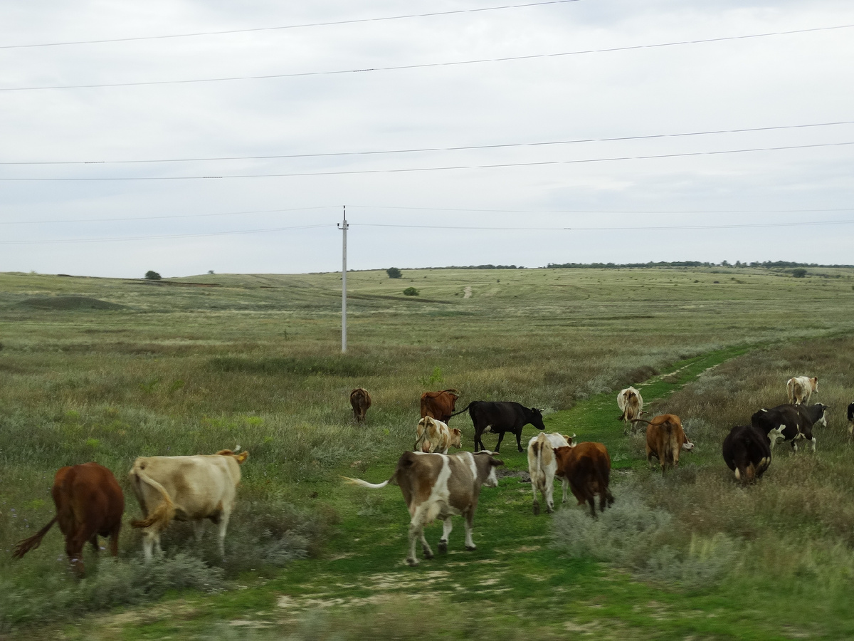 В окрестностях станицы
