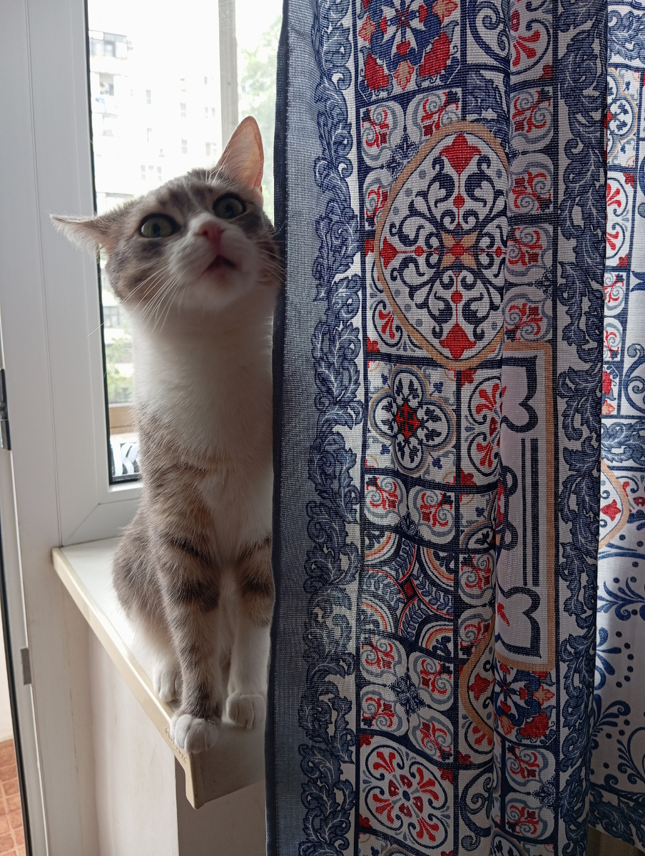 Моя пушистая соавторша "Маруся"