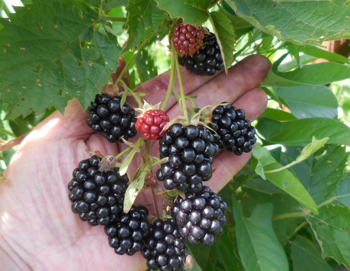 Латерал с ягодами. На одну из них покушается клоп, вонючка и сладкоежка!