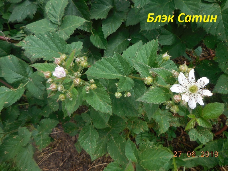 Цветы Блэка Сатина, белого цвета.