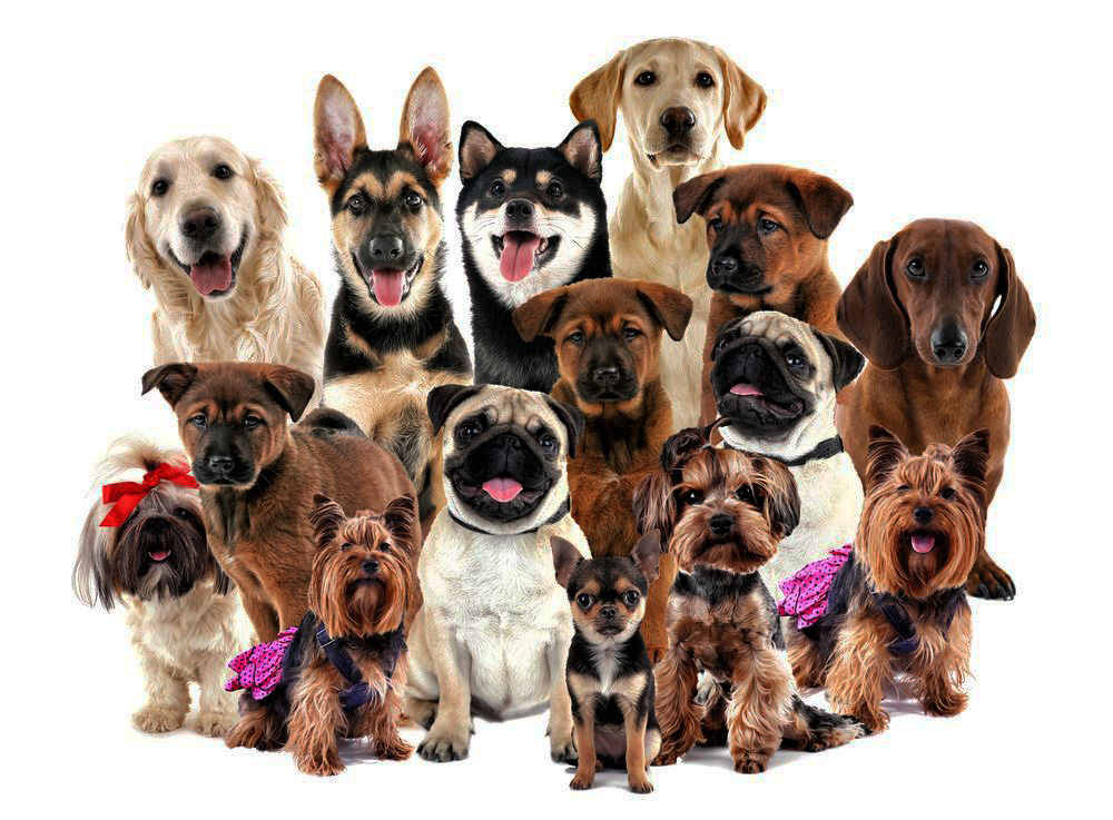 Жизнь в квартире отличается от усадьбы или частного дома: ограниченное пространство, часто более шумная среда, необходимость регулярной социализации и грамотного распорядка прогулок. Но выбирать можно так, чтобы собака чувствовала себя комфортно, а вы — спокойны: не слишком активна, не раздражает соседей и не требует непосильного ухода. В этой статье — разбор наиболее практичных пород для городских квартир, плюсы и минусы каждой, а также советы по выбору и обустройству быта.