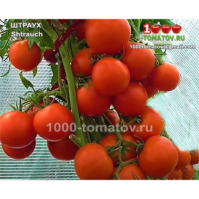 Томат Штраух Shtrauch фото 1
