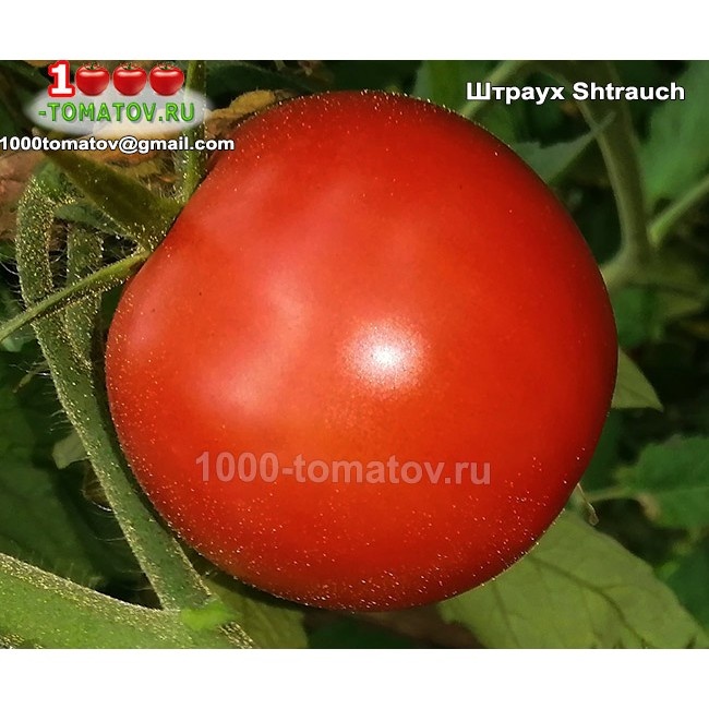 Томат Штраух Shtrauch фото 2