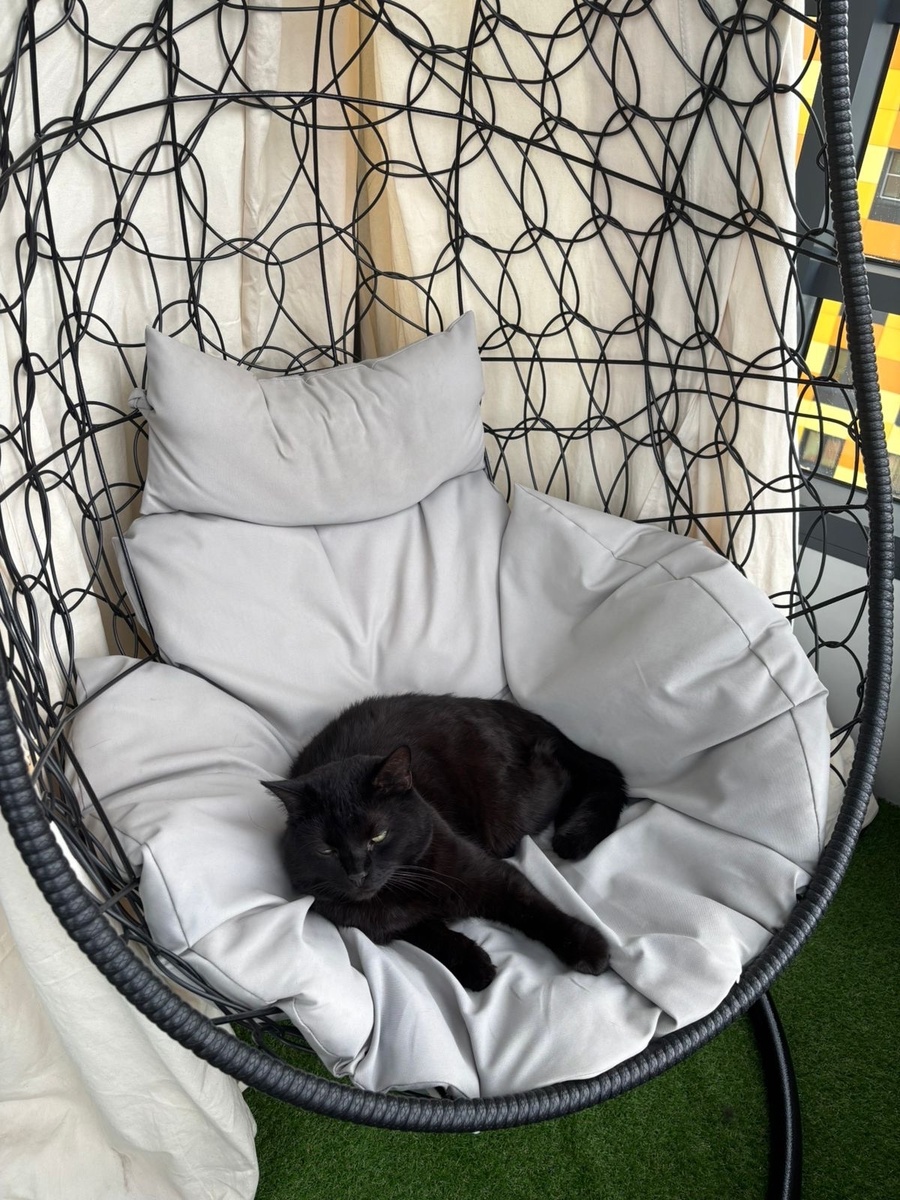 Кекс в естественной среде обитания