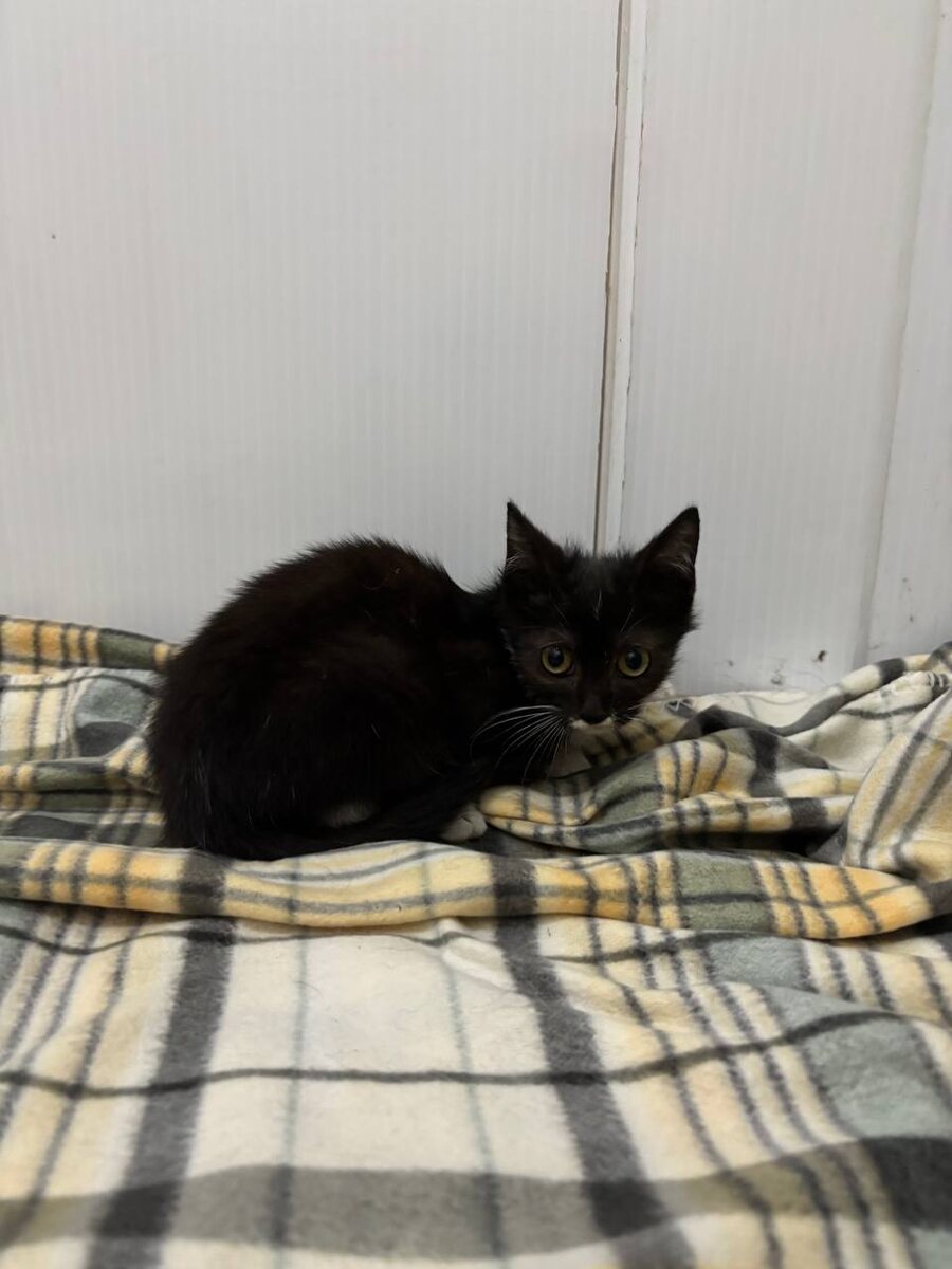 Кому это маленькое чудо?