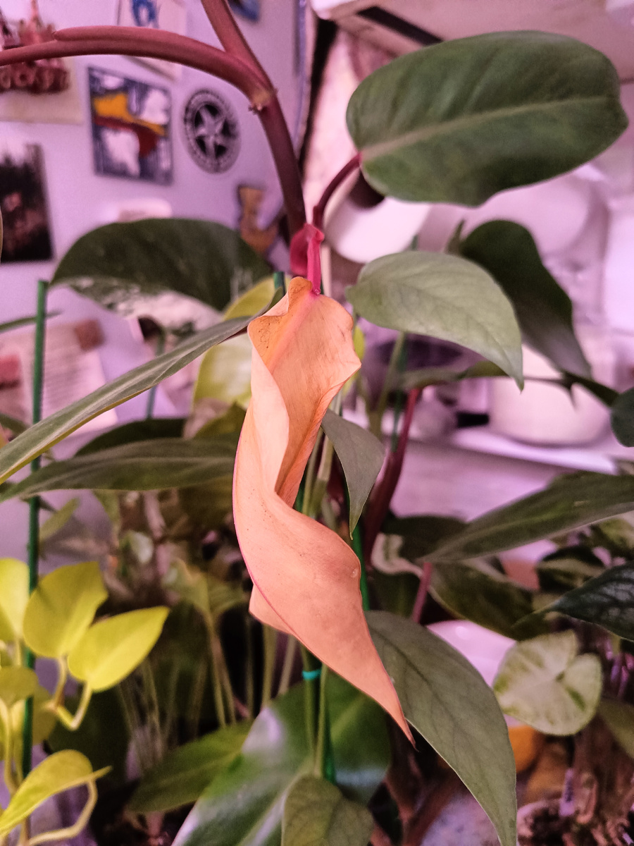 Жёлтый лист на филодендроне Painted Lady