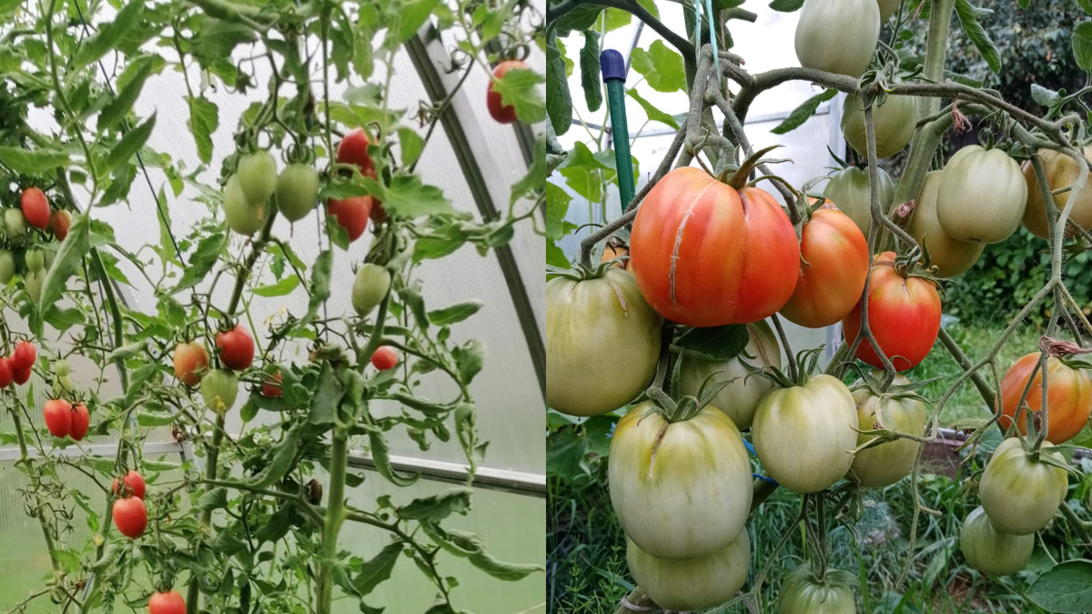 Вот она - разница в урожае, которая изменила мое мнение о теплицах навсегда