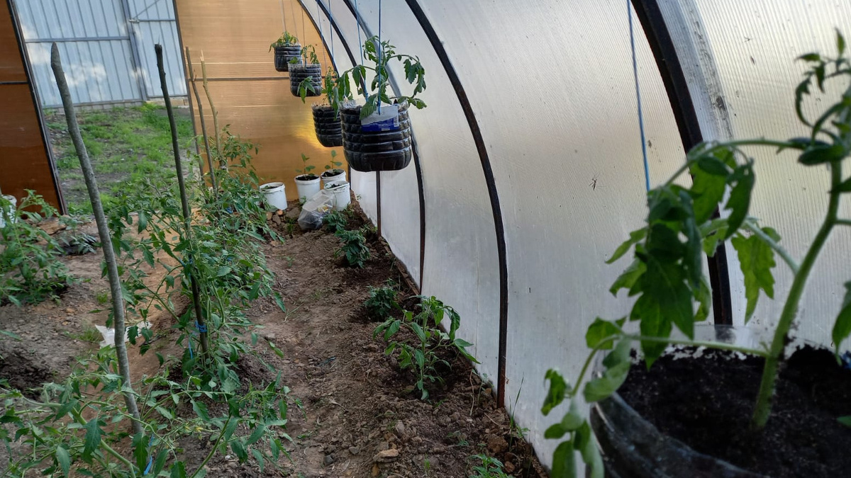 Во время жары температура в теплице достигала 35 градусов даже при полностью открытых форточках.