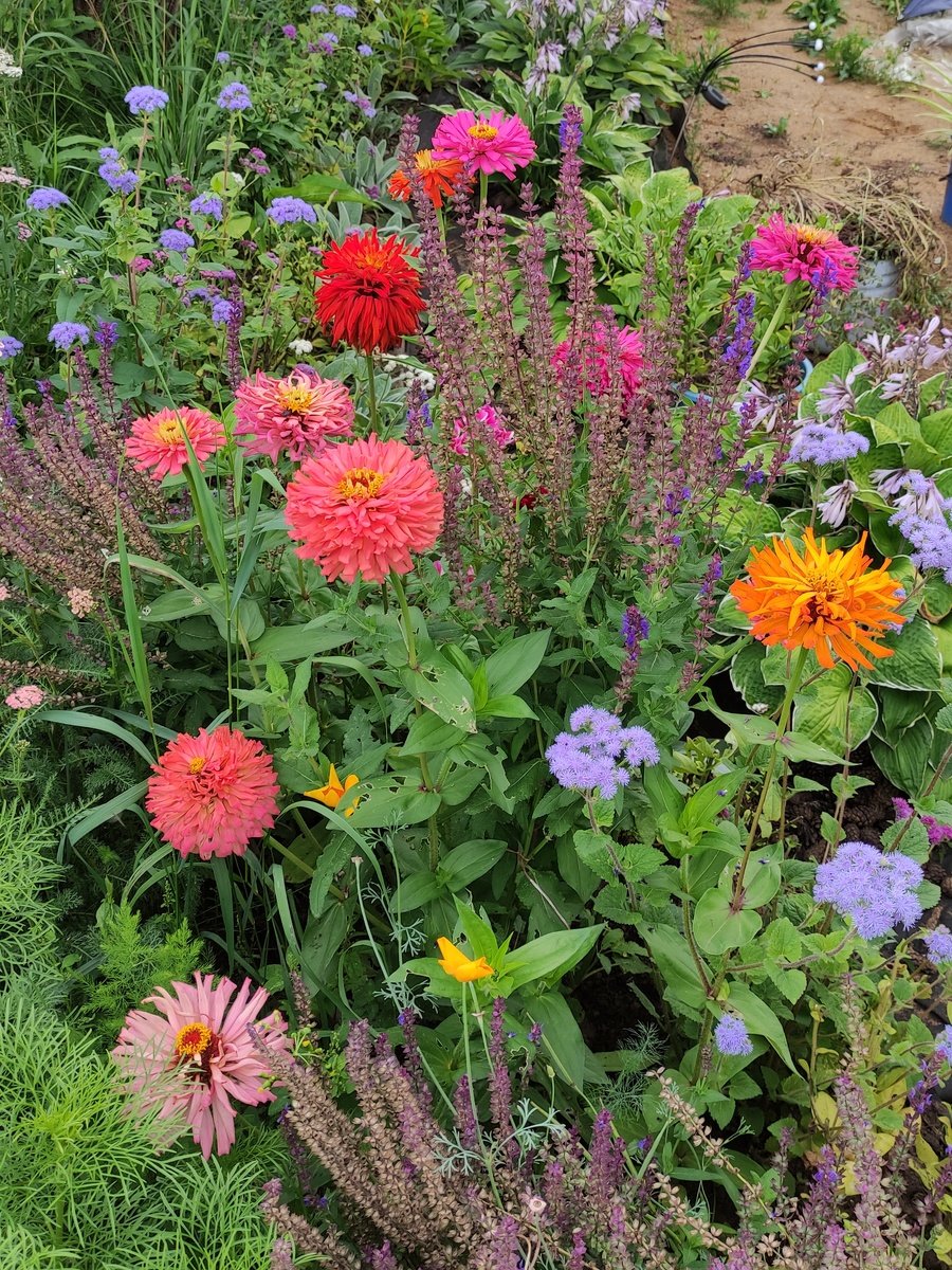 Цинии с шалфеем и агератумом