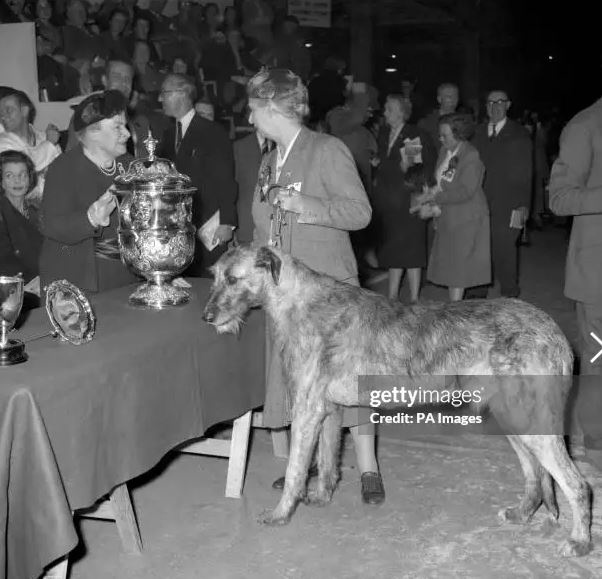 Sulhamstead Merman великолепный ирландский волкодав в возрасте семнадцати месяцев, с трофеем, который он завоевал как абсолютный чемпион на выставке Cruft's. С чемпионом – Флоренс Нэйгл (Florence Nagle), совладелица (вместе с мисс М. Кларк (Miss M. Clark ). Трофей вручает мисс Мэрион Кейт-Перри ( Miss Marion Keyth-Perry) , председатель женского отделения Кеннел-клуба