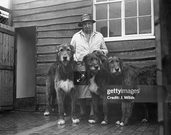 Британская заводчица и тренер скаковых лошадей и собак Флоренс Нэгл (1894–1988) с тремя ирландскими волкодавами у себя дома, на конном заводе Вестерлендс в Петворте, Западный Суссекс, ( Westerlands stud farm in Petworth, West Sussex).   апрель 1978 года