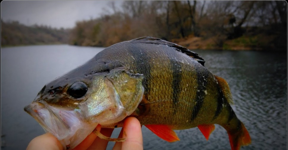 Фото с сайта: https://www.fishingsib.ru/social_media/record/115628/