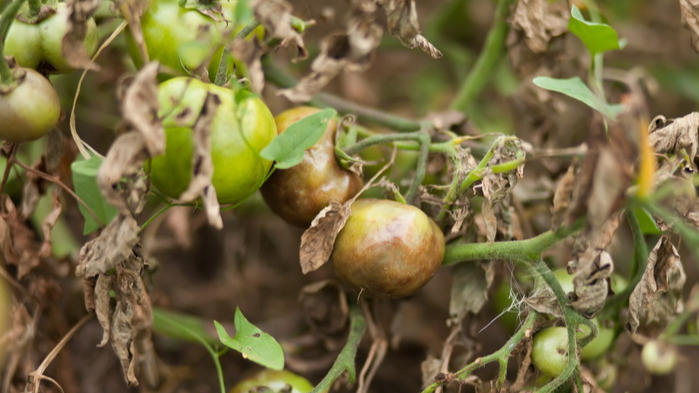 Результат применения дорогих химических препаратов в прошлом сезоне