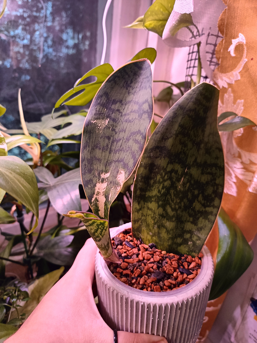 Сансевиерия Big Leaf